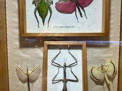 -上海大自然野生昆虫馆