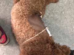 -安安宠医·安宠宠物医院