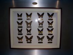 -上海昆虫博物馆