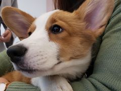 -浣熊柯尔鸭土拨鼠·电玩咖