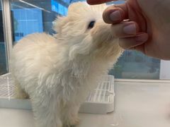 -翊宠yipet猫狗购宠庄园犬舍•猫舍