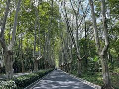 -紫金山山顶公园