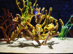 -珠海长隆海洋王国