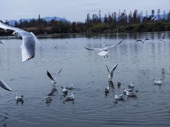 -呈贡滇池生态湿地公园