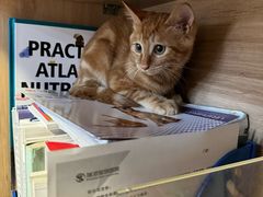 -瑞派宠物医院·犬猫全科·猫友好(宾水西道店)