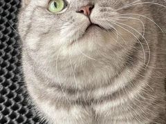-屋虎猫馆(宝安大仟里店)