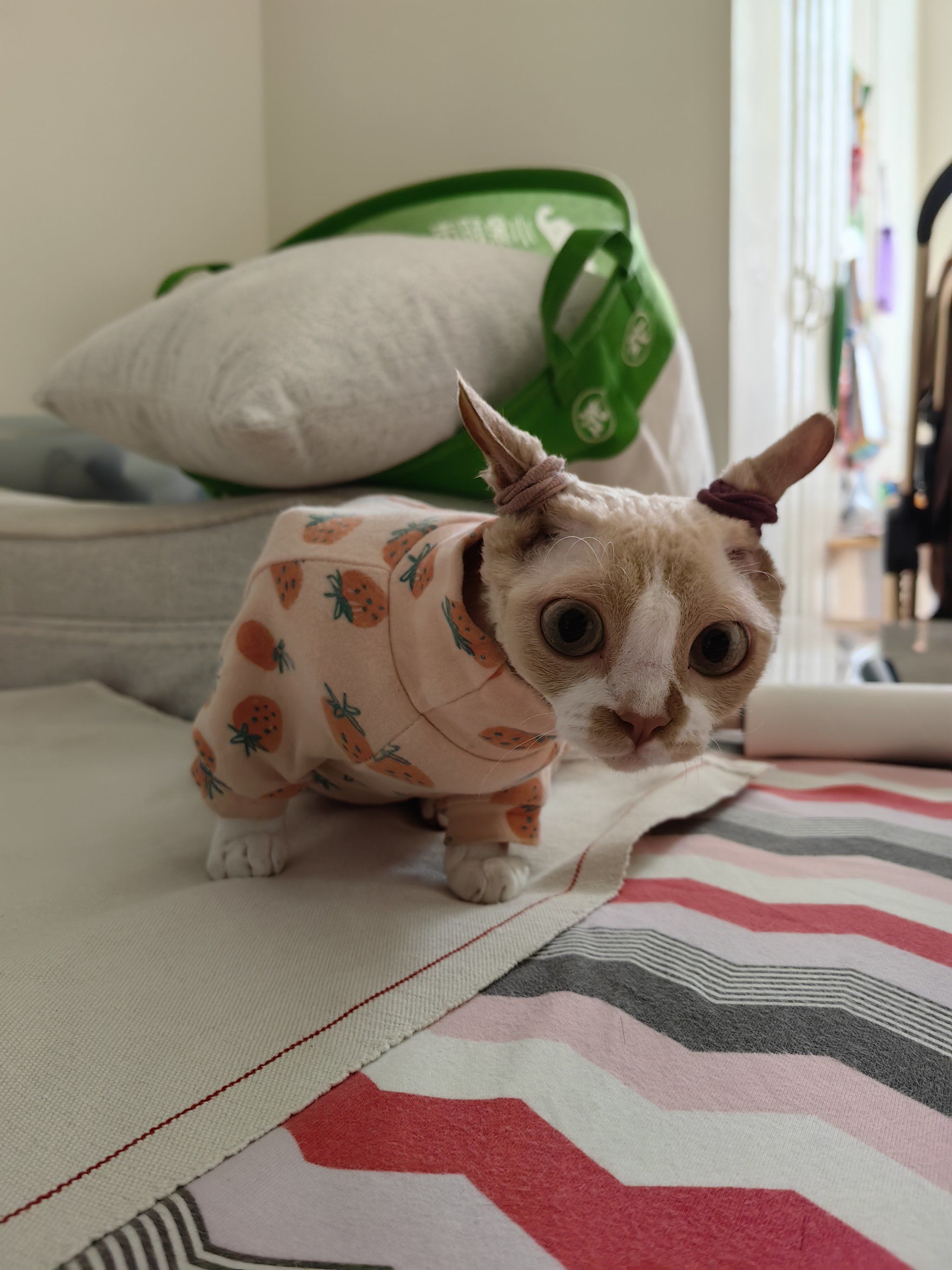 幼儿友好型猫咪