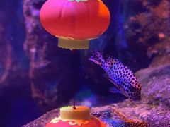 -海合安成都极地海洋公园