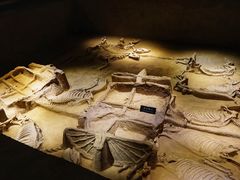 -洛阳周王城天子驾六博物馆