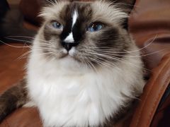 -MOCHA明星猫咖(田子坊店)