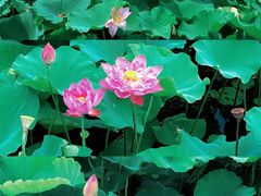 -荷塘月色湿地公园·向阳花洲