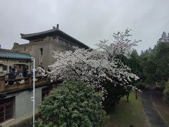 -武汉大学-樱园