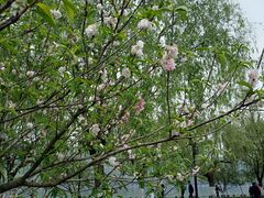 -浙江西子宾馆·牡丹厅