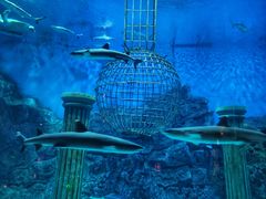 -芜湖新华联大白鲸海洋公园