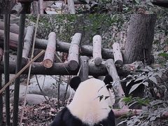 -成都大熊猫繁育研究基地