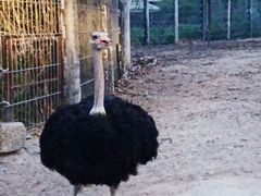 -清迈夜间动物园