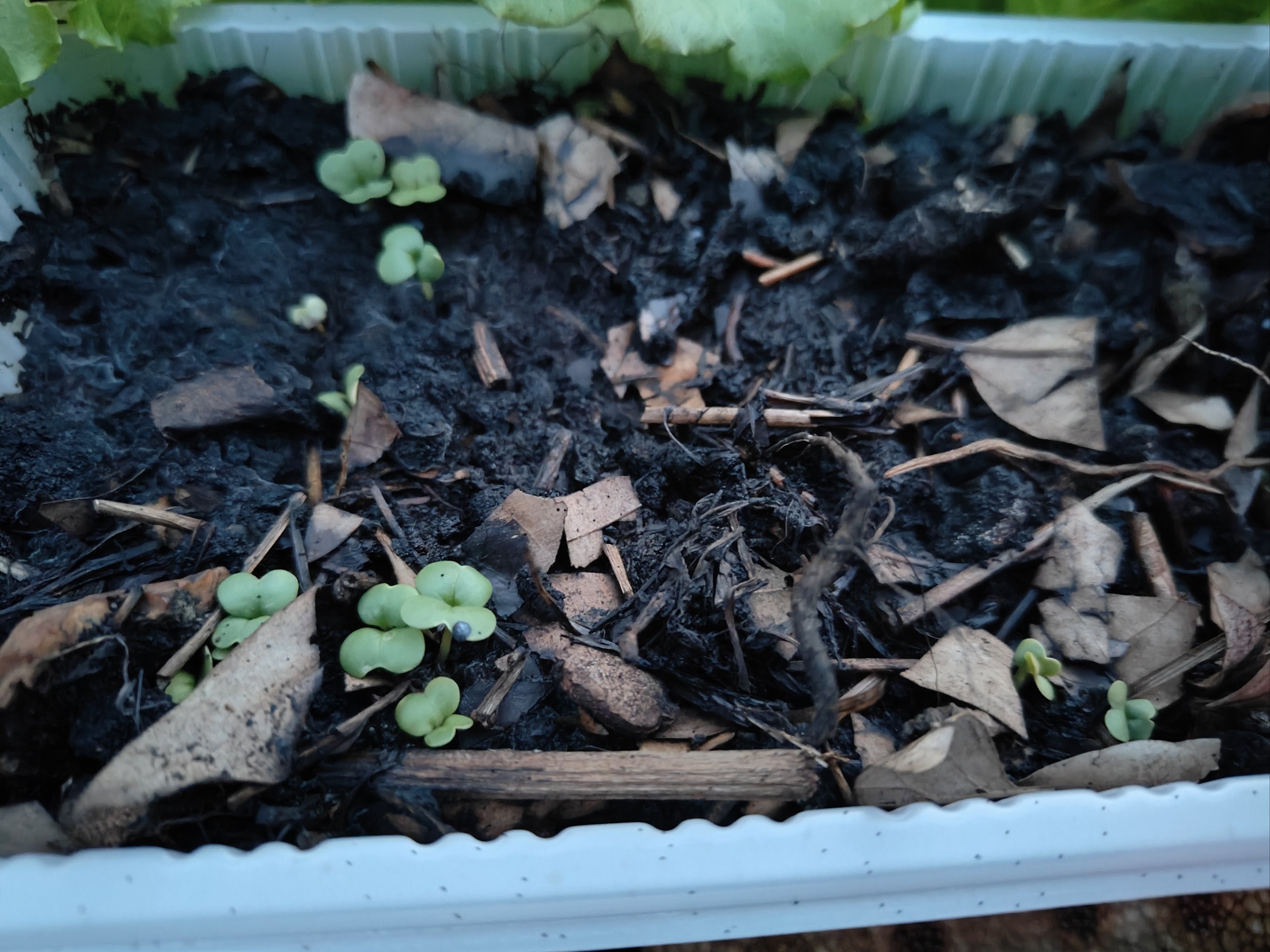 白菜刚发芽的图片图片