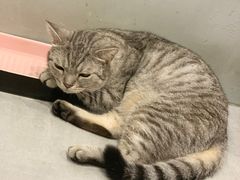 -猫儿山۰猫主题餐厅