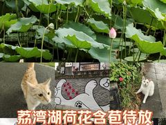 -荔湾湖公园