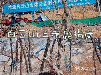 冬季大连|"林深时见鹿"在白云山真可以实现！