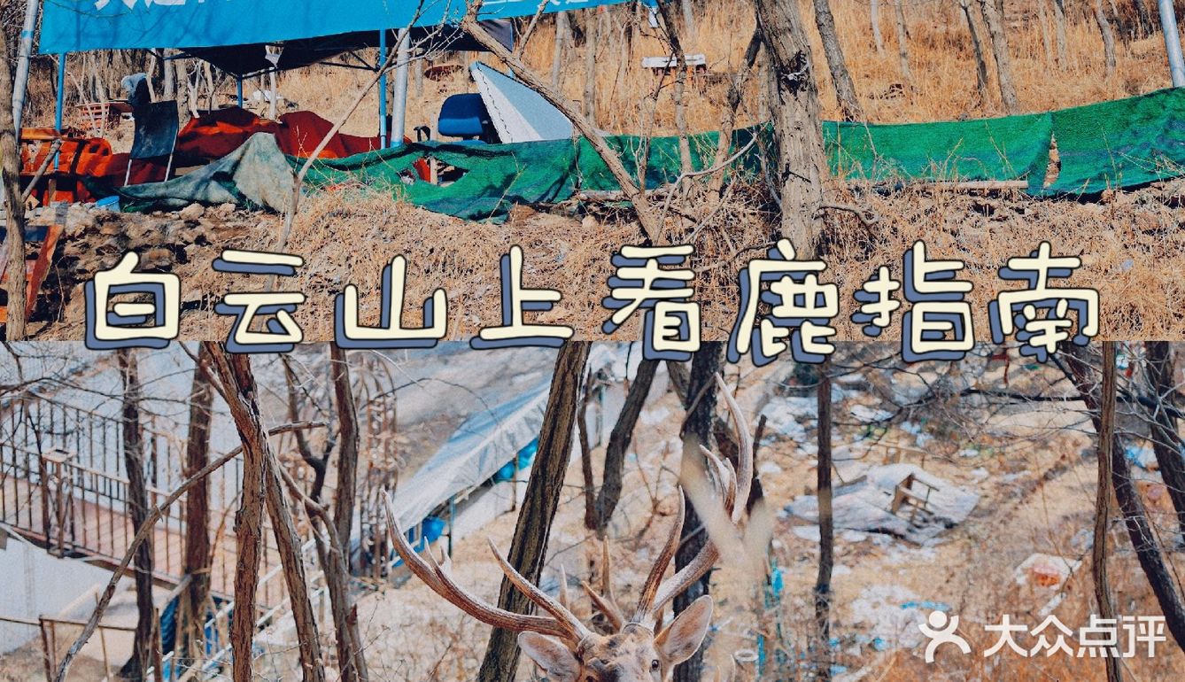 冬季大连|"林深时见鹿"在白云山真可以实现！