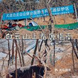 冬季大连|"林深时见鹿"在白云山真可以实现！