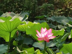 -洛阳市隋唐城遗址植物园