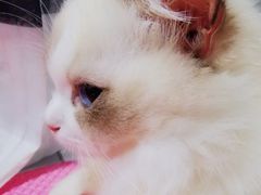-Bastet sally猫舍购宠(静安店)