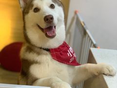 -Husky Go! 哈士奇体验馆·宠物咖啡厅狗咖