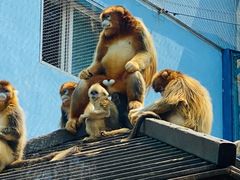 -大连森林动物园