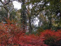 -岳麓山风景名胜区