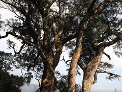 -海南热带雨林国家公园吊罗山景区