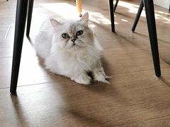 -东方名猫馆·英短金渐层布偶猫舍(环线广场1号楼店)