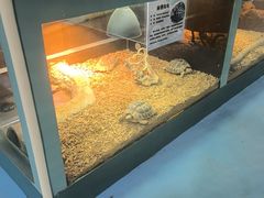 -上海大自然野生昆虫馆(东方明珠·爬宠昆虫探索中心)