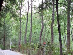 -合肥滨湖国家森林公园