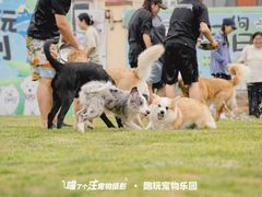 -趣玩宠物乐园寄养训犬训狗游泳池