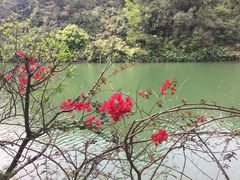 -中山市树木园