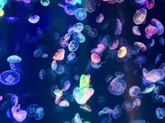 -海合安成都极地海洋公园