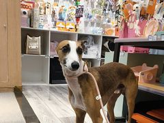 -BABIT巴比特宠物(MOMOPARK店)