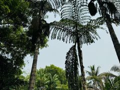 -中国科学院西双版纳热带植物园
