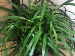 -手功王养生·足疗按摩·SPA·采耳(天府路店)
