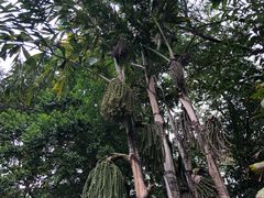 -九龙公园