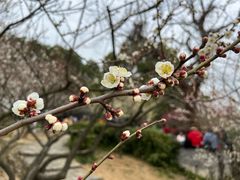 -香雪海