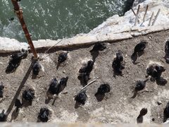 -阿尔卡特拉斯岛