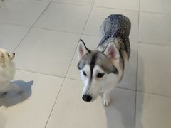 -怪兽屋·羊驼·猫咖·狗咖(俊华广场店)