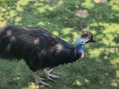 -西霞口神雕山野生动物世界