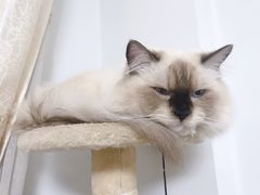 -伟伟宠物医院·CT影像中心·瑞派犬猫综合性门诊(汉口总院)