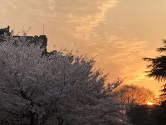 -武汉大学-樱园