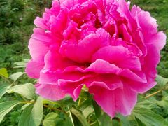 -洛阳郁金香牡丹园