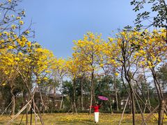 -顺峰山公园